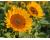 Helianthus. Sunflower ProCut Peach  10 seeds
