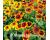 Rudbeckia. Rustic Dwarfs 400 seeds