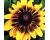 Rudbeckia. Sonora 40 seeds