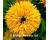 Rudbeckia. Maya 30 seeds