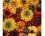 Rudbeckia. Moroccan Sun 50 seeds
