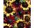 Rudbeckia. Ruby Bronze 100 seeds