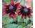 Rudbeckia. Cherry Brandy 50 seeds