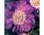 Scabiosa. Fama 5 seeds