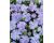 Silene. Peach Blossom  50 seeds
