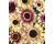 Helianthus. Summer Lovin 25 seeds