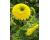 Helianthus. Sunflower Gummy Bear 10 seeds