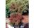 Teloxys aristata Seafoam 350 seeds
