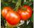 Tomato Adore Disease resistant 10 seeds
