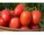 Tomato Nagina Blight Resistant 10 seeds