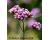 Verbena. Bonariensis 400 seeds