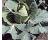 Cabbage Greyhound 500 Seeds
