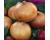 Onion Senshyu 200 seeds