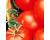 Tomato Abraham Lincoln 10 seeds