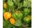 Chilli Scotch Bonnet Yellow 20 seeds