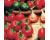 Chilli Satans Kiss Ciliegia piccante 15 seeds