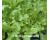 Lettuce Green Oakleaf 500 seeds