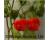 Chilli Scotch Bonnet Red 20 seeds