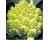 Cauliflower Celio Romanesco 10 seeds
