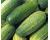Cucumber Gherkin National 40 seeds