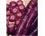 Carrot Purple Dragon 750 seeds