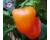 Chilli Rocoto Canario Yellow 10 chilli seeds