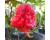 Chilli Carolina Reaper  Red 10 seeds