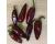 Chilli Jalapeno Rocky 10 seeds
