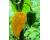 Chilli Alter Ego 10 seeds