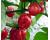 Chilli Suraj Mukhi Red 10 seeds