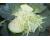 Cabbage Cabbice 30 seeds