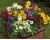 Wallflower. Sugar Rush Mixed 30 seeds