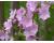Mallow Musk 450 seeds