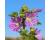 Mallow Common 150 seeds