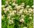 Clover Kent Wild White Clover 2.50 gram