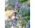 Vipers Bugloss 300 seeds