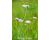 Devils Bit Scabious   300 seeds