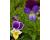 Pansy Wild Viola Tricolour 150 seeds