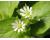 Chickweed 1 gram