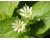 Chickweed 1 gram av 2350 seeds