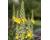 Mullein Great or Aarons Rod 0.5g