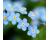Forget Me Not 1000 seeds