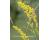 Ladys Bedstraw 1000 seeds