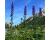 Monkshood 35 seeds