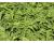 Entsai Water Spinach or Ong Choy Ipomoea aquatica 75 seeds