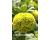 Zinnia. Envy 160 seeds