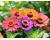 Zinnia. Forecast 20 seeds