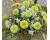 Zinnia. Queen Lime 20 seeds