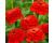Zinnia. Zinderella Red 15 seeds