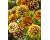 Zinnia. Jazzy Mix 100 seeds